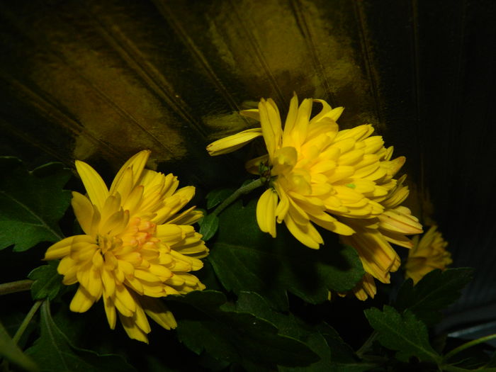 DSCN5048 - 2015_DECEMBRIE