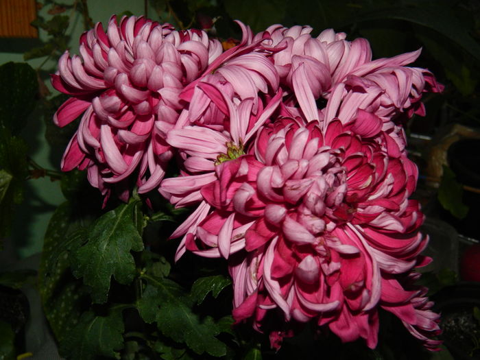 DSCN5049 - 2015_DECEMBRIE