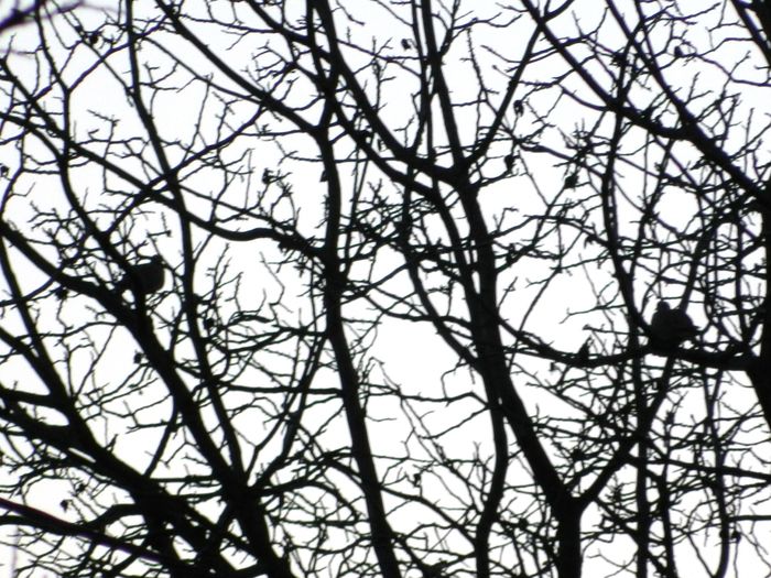 DSCN5057 - 2015_DECEMBRIE