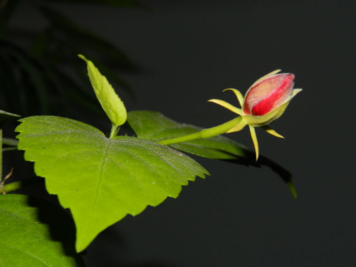 DSCN5062 se usuca - 2015_DECEMBRIE