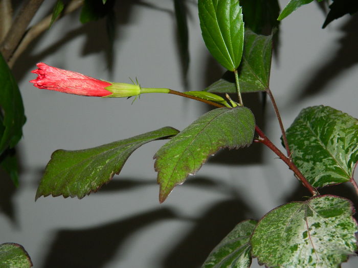 DSCN5065 - 2015_DECEMBRIE