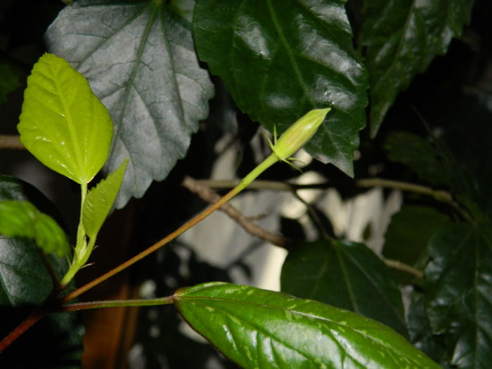 DSCN5066 - 2015_DECEMBRIE