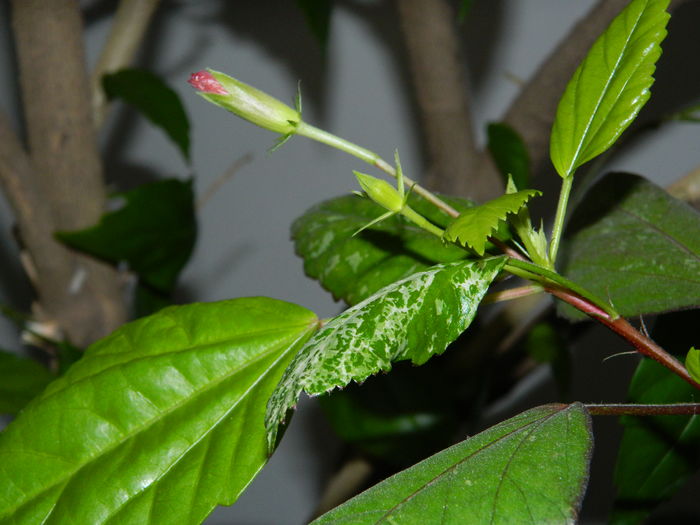 DSCN5067 - 2015_DECEMBRIE