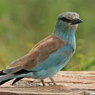 671516_d491d749cd3aa1831b0f00a8f8067e80_mdsq - BIRDS