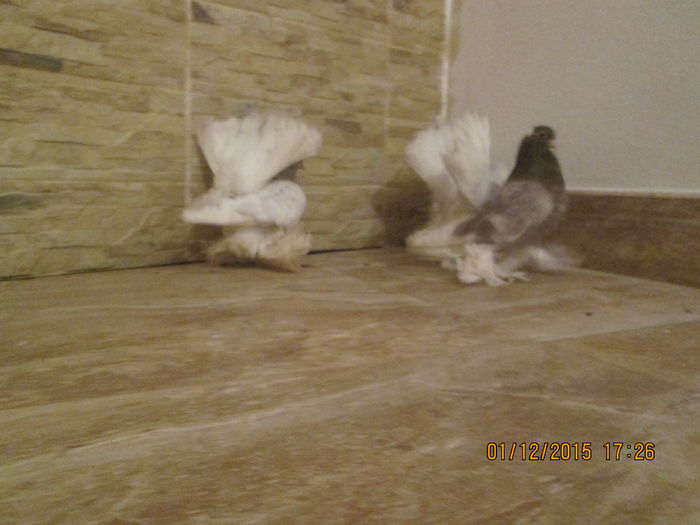 rostow negri si arginti 024