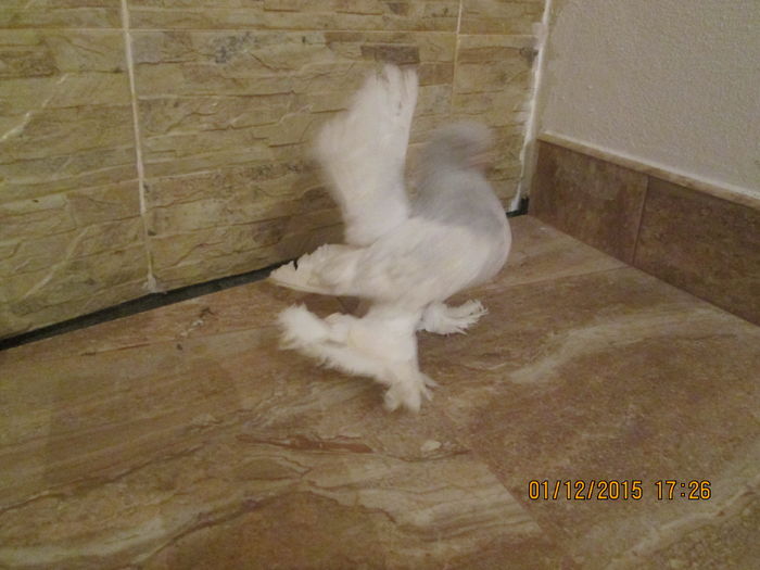 rostow negri si arginti 028