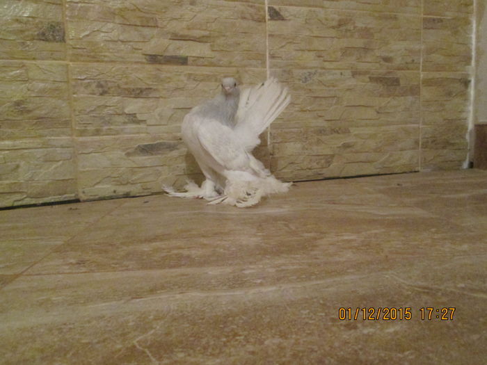 rostow negri si arginti 030