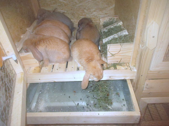 Si s-au mutat locatari in camere :P - 5 Custile mele de iepuri