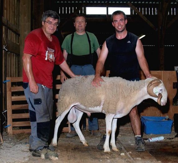 Berbec din rasa Tarasconnais frumos - RASE DE OI SI CAPRE-POZE DEOSEBITE 9