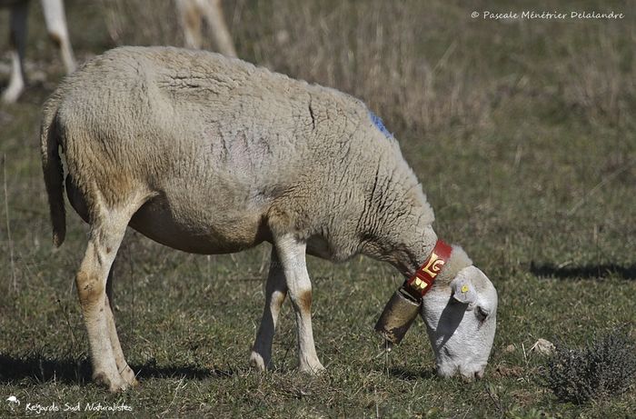 Oaie franceza din rasa Caussenarde des Garrigues - RASE DE OI SI CAPRE-POZE DEOSEBITE 9