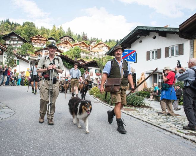 Pleaca Alpinele in Alpi - RASE DE OI SI CAPRE-POZE DEOSEBITE 9