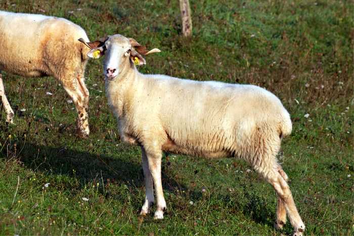 Rasa Agneau des Pyrenees - RASE DE OI SI CAPRE-POZE DEOSEBITE 9