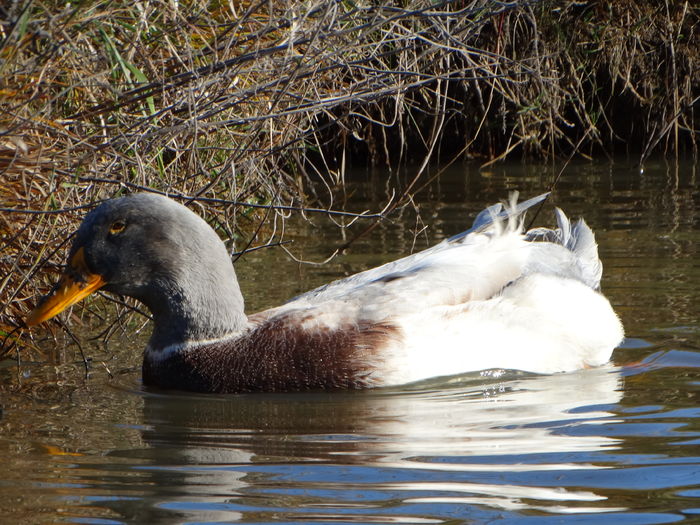 DSC08476 - Rate comune 2