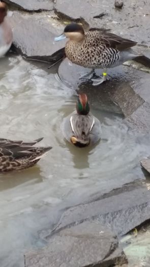 Rata mica si verzicolor