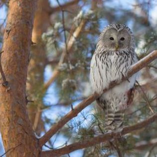 671591_de53296e70afa8fc83f709d66bb10ea8_mdsq - BIRDS