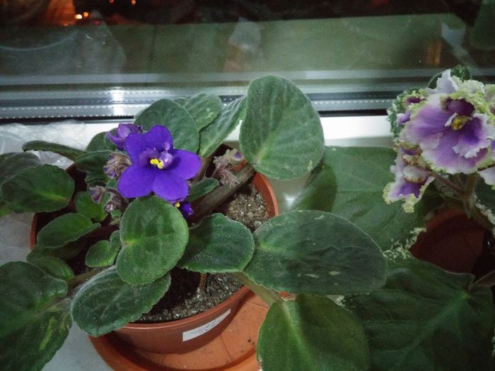 Violeta 5 inflorirea a doua