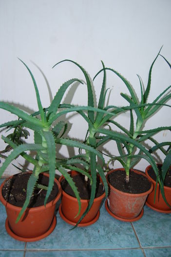 Aloe 3 ani-80 lei buc..