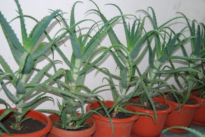 Aloe 5 ani-250 lei buc. (2)
