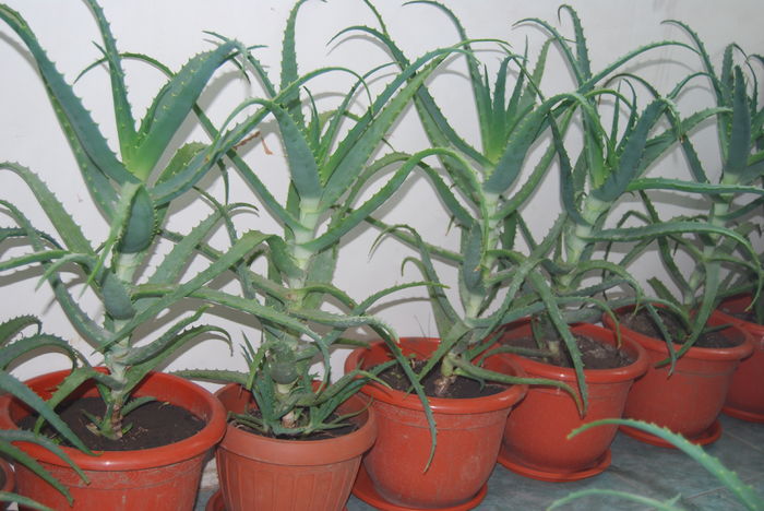 Aloe 5 ani-250 lei buc.,,