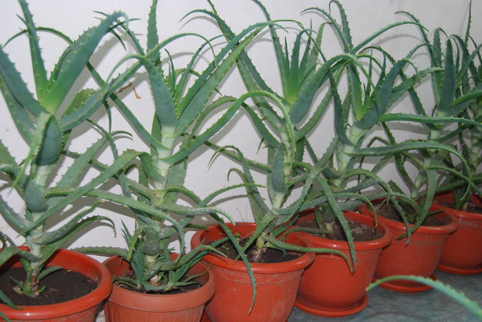 Aloe 5 ani-250 lei buc.. - Aloe Vera