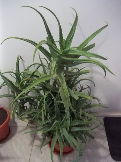 Aloe Vera - Aloe Vera