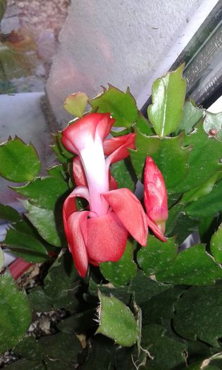 20151203_121130 - craciunel