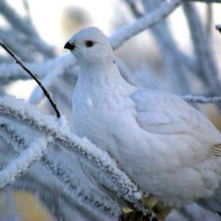 671645_1a26ee737d7faffe592b35cae382599b_mdsq - BIRDS