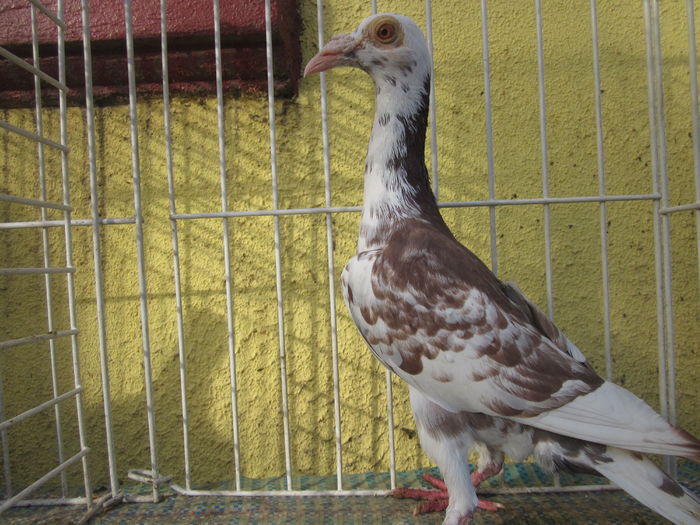 IMG_2706[1] - Carieri