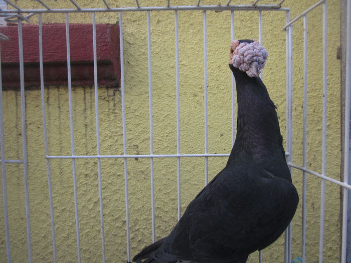 IMG_2712[1] - Carieri