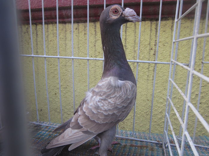 IMG_2716[1] - Carieri