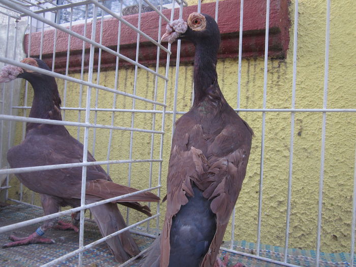 IMG_2719[1] - Carieri