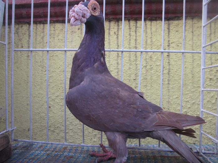 IMG_2722[1] - Carieri