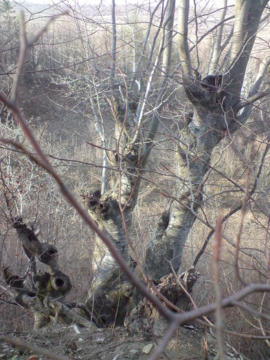 DSC01407 - Am cei mai tari prieteni dar si cam ciudati