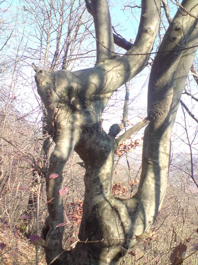 DSC01271 - Dansul arborilor