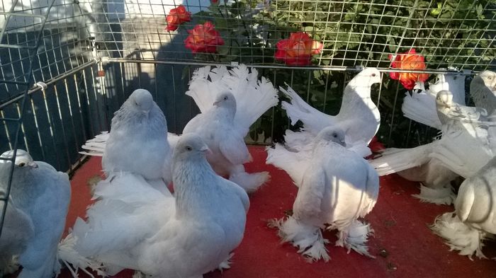 WP_20151130_066 - Porumbei rostow argintii
