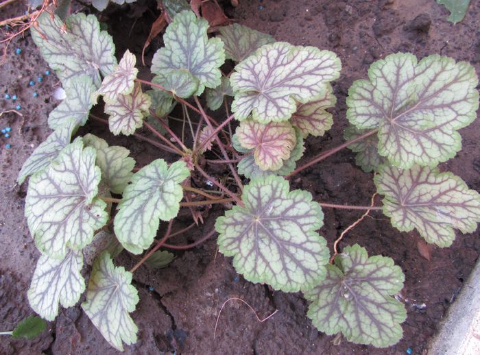 heuchera van gogh