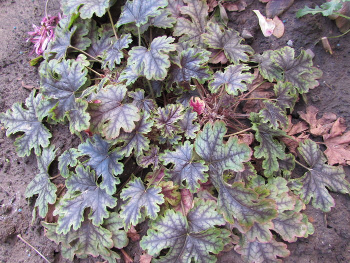 heucherella_tapestry