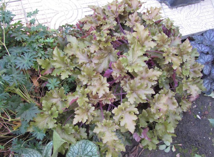 heuchera marmelade