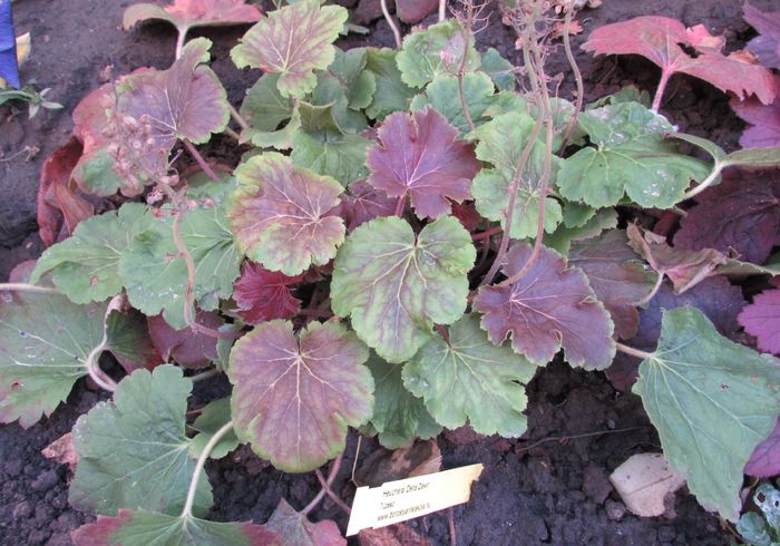 heuchera delta dawn - 2015 plantele mele - III