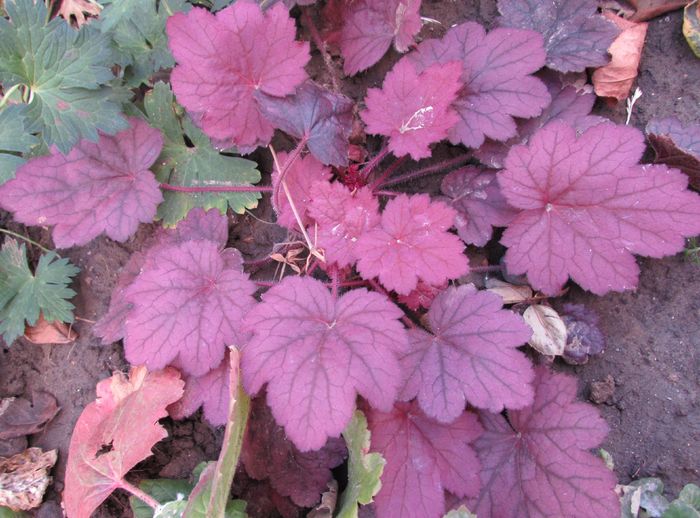 heuchera georgia plum - 2015 plantele mele - III