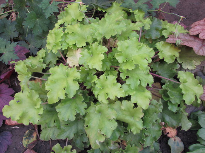 heuchera lime marmelade