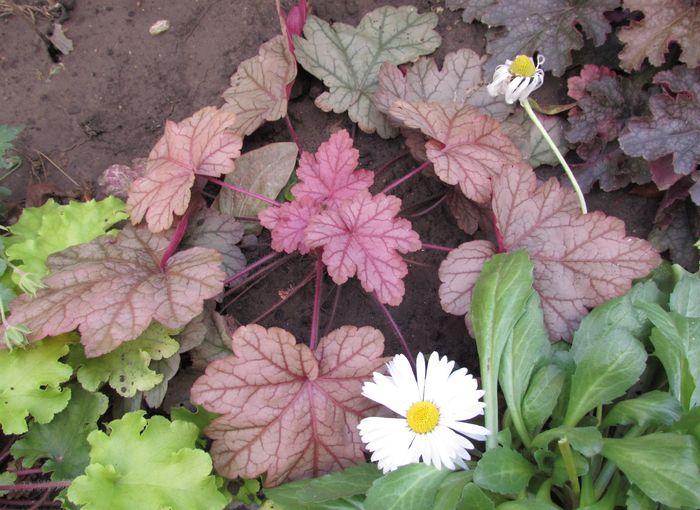 heuchera vienna - 2015 plantele mele - III