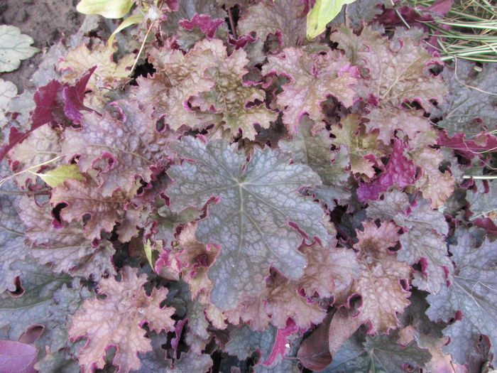 heuchera ginger peach - 2015 plantele mele - III