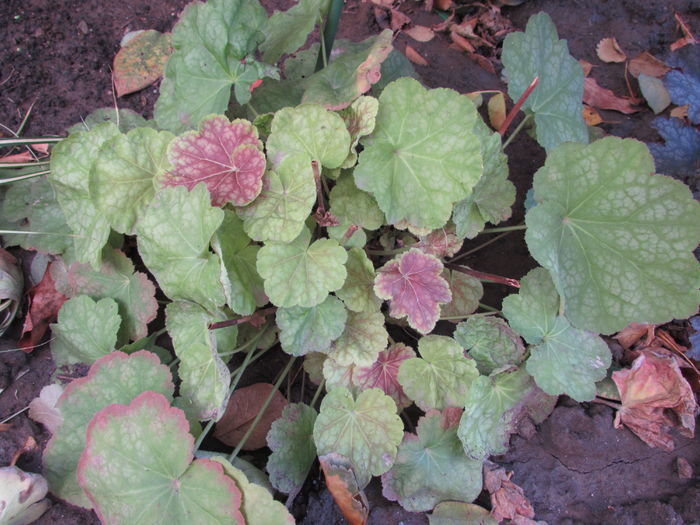 heuchera tiramisu - 2015 plantele mele - III