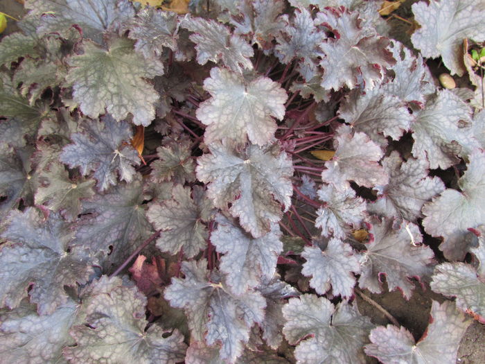 heuchera plum pudding - 2015 plantele mele - III