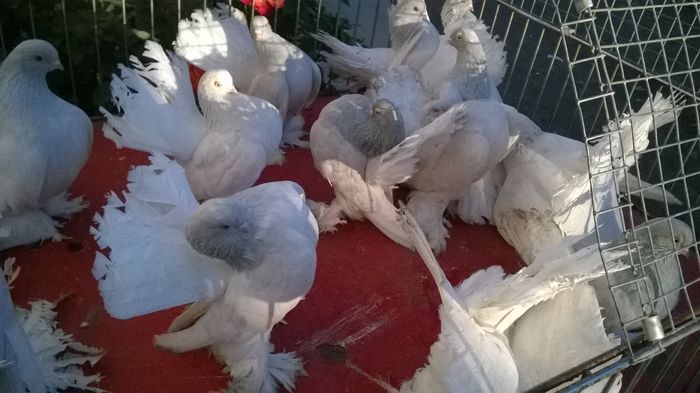 WP_20151130_072 - Porumbei rostow argintii