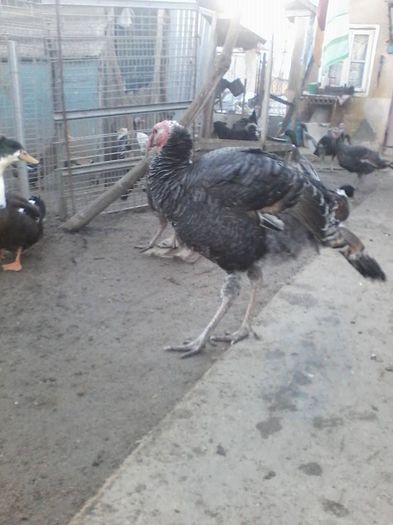 12316260_983882938336037_5417431311322421488_n