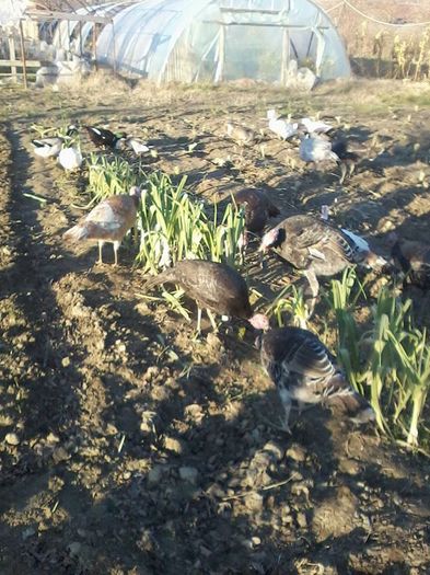 12346550_983865045004493_7976782348680122143_n