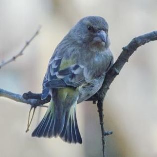 671649_2f6ee13b8b008b9eaf5a63c941b71a41_mdsq - BIRDS