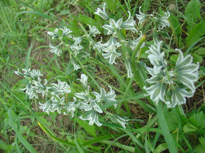 Celnusa (Ornithogalum boucheanum) - Flori albe